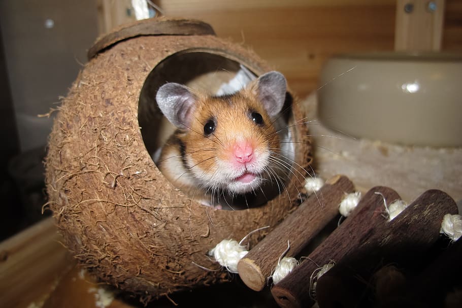 hamster, inside, coconut shell, coconut, sleep, nest, rest, animal, animal world, cute