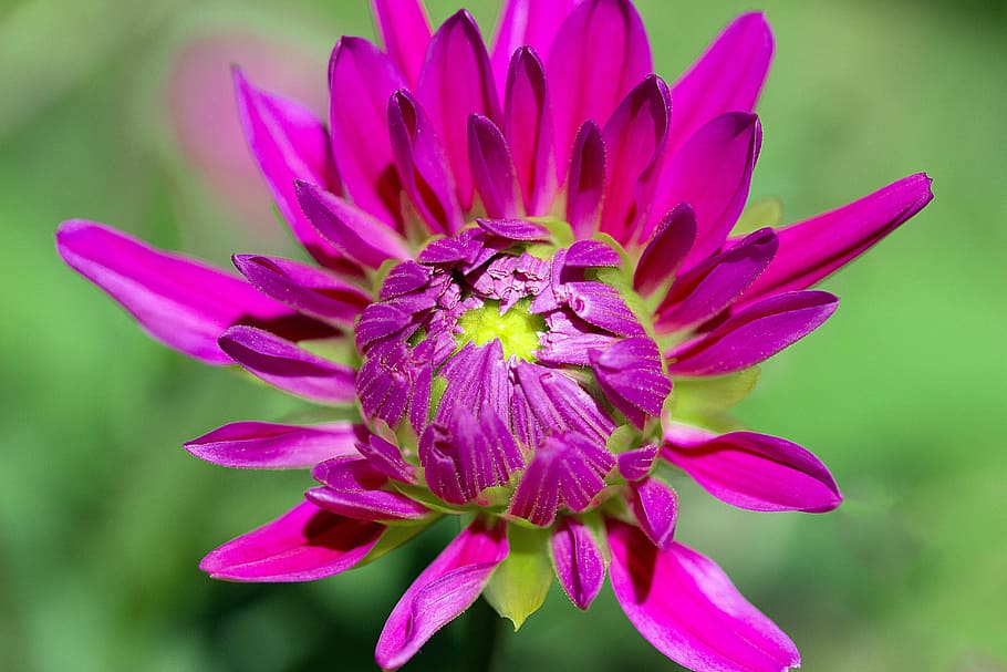 close-up photo, pink, chrysanthemum flower, dahlia, flower, composites, dahlia garden, blossom, bloom, open