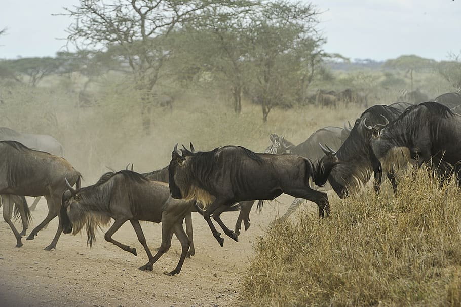 wildlife photography, assorted-animals, day time, wildebeests, herd, gnus, wild, running, serengeti, savannah