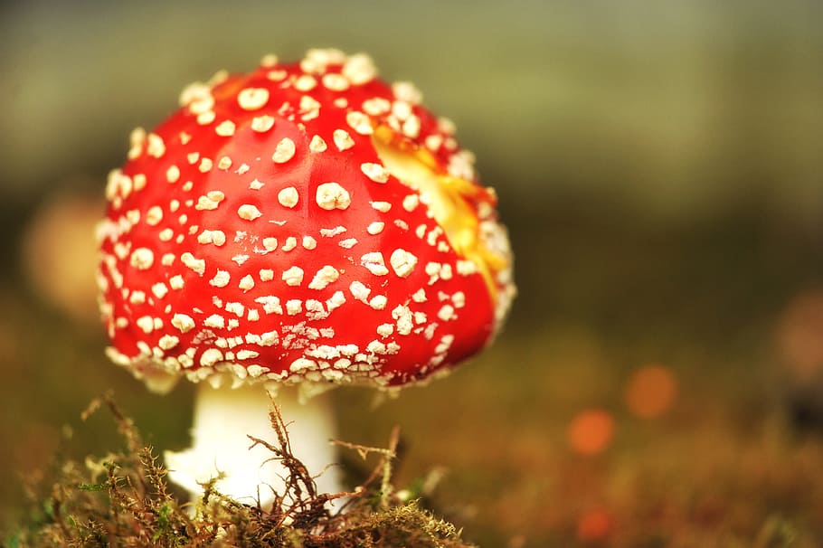 red, white, mushroom focus photography, mushroom, fly agaric, garden, moss, grass, toxic, nature
