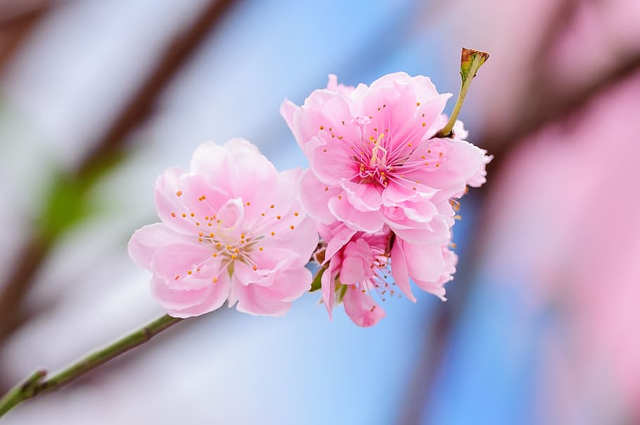 peach, peach flower, flower, spring, pink, nature, pastel, bloom, floral, blossom