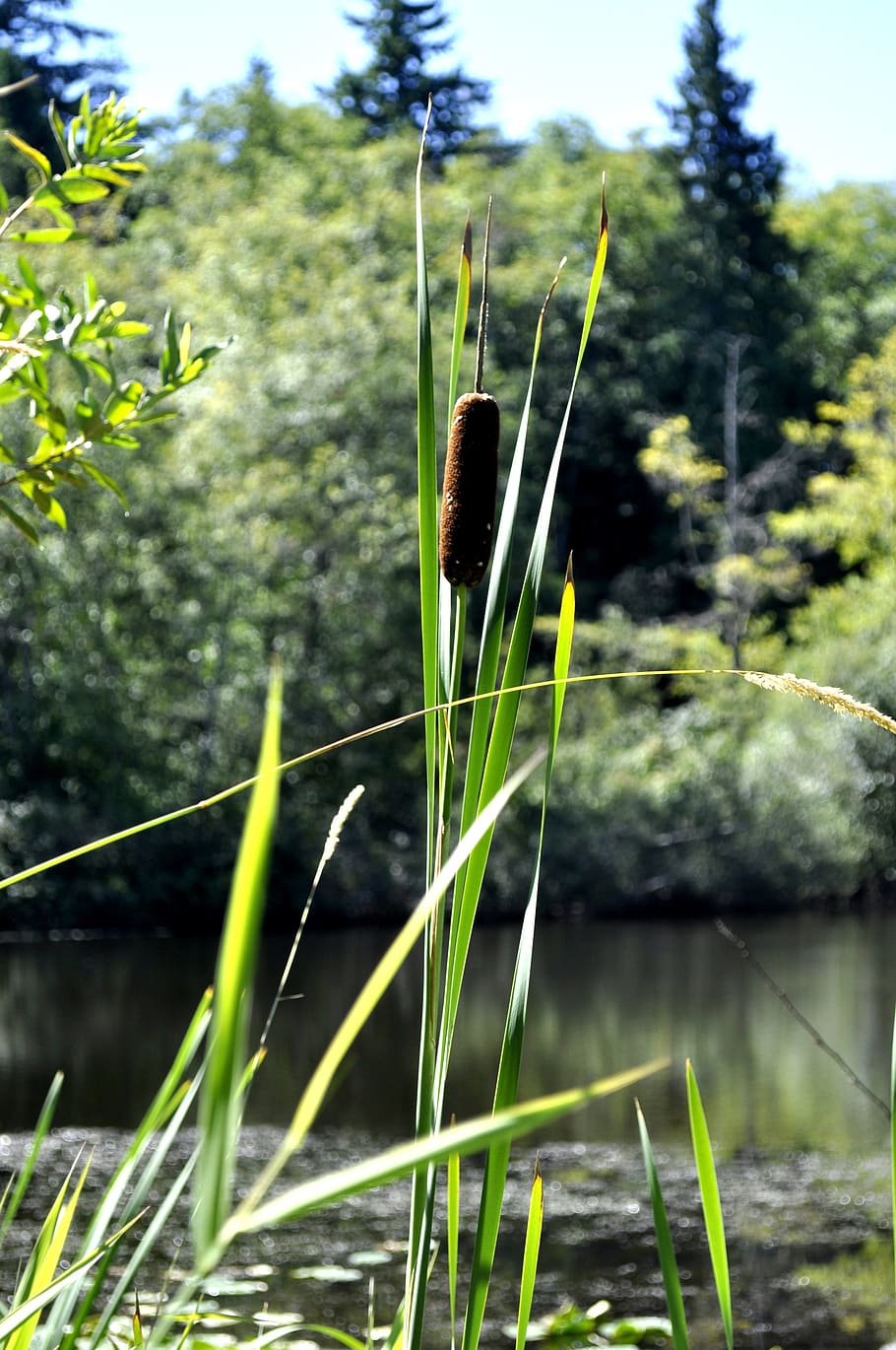 cat tail, swamp, cat-tail, pond, summer, outdoor, park, cattail, water, grass
