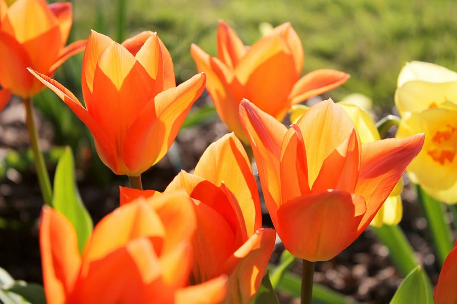tulipas, laranja, primavera, florescer, florescendo, pétalas, flor, brilhante, sazonal, ensolarado