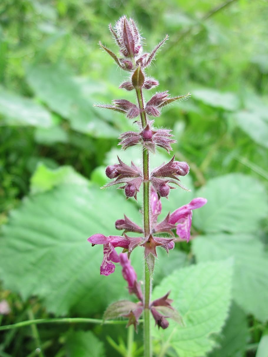 stachys slyvatica, hedge woundwort, hedge nettle, wildflower, flora, botany, inflorescence, plant, species, nature