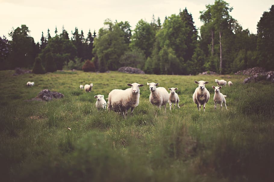 sheep, animals, fields, farm, country, rural, grass, trees, nature, forest
