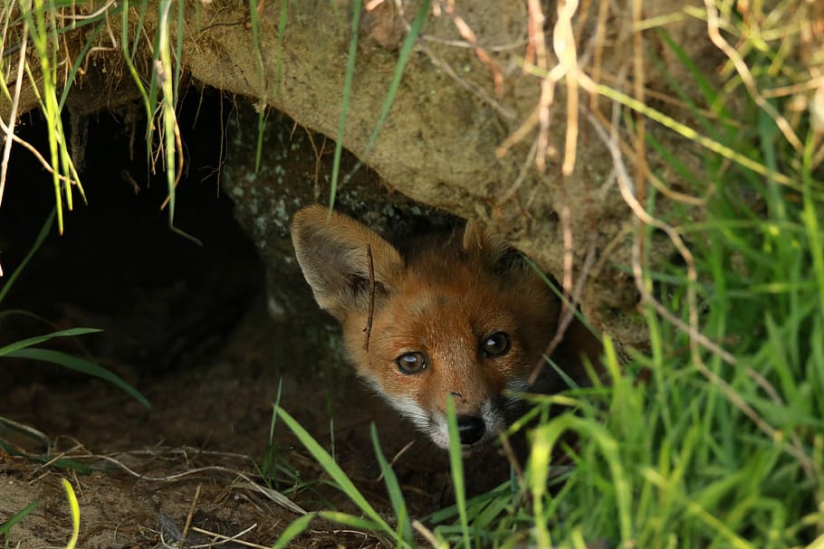 fox, brown, soil hole, fuchs, puppy, abendstimmung, curious, hello, cave, fuchsbau