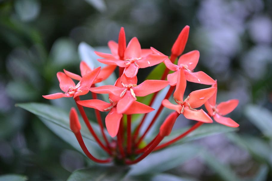santan, flower, kanakambaram flower, red flower, sri lanka, green leaves, kanakambaram, mawanella, wild, wild flower