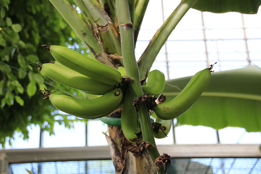 Arbusto de plátano, plátanos, planta de plátano, frutas, verde, color verde, planta, fruta, comida, árbol