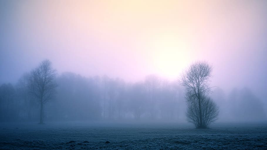 mist forest, fog, nature, dawn, winter, sky, landscape, cold, frost, tree