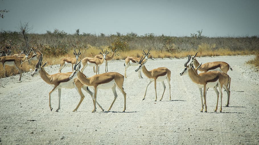 Namibia, vida silvestre, África, Etosha, paisaje, safari, naturaleza, agua, turismo, salvaje