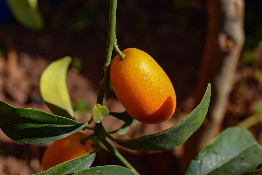 kumquat, leaf, fruit, nature, food, flora, rutaceae, orange, healthy eating, plant part