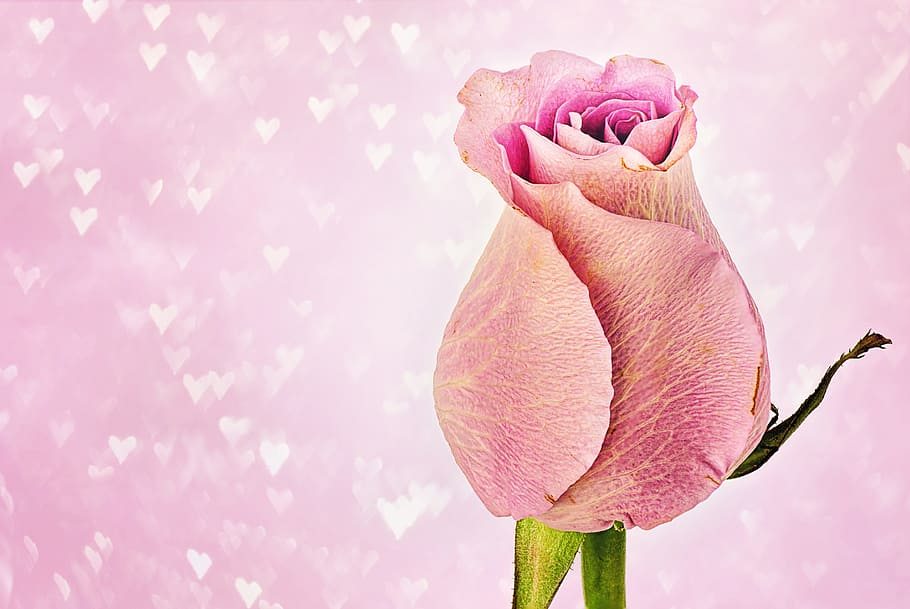 rosa, gráfico, papel pintado, corazones, día de san valentín, fondo de san valentín, espacio de texto, macro flor, naturaleza, Flor