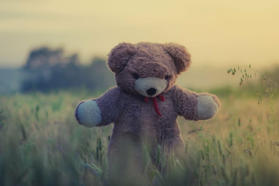 selective, focus photography, brown, bear, plush, toy, green, grass field, teddy, wheat