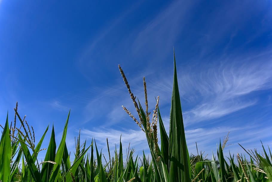 Corn, Cornfield, Field, Agriculture, harvest, arable, incomplete, sky, blue, leaves