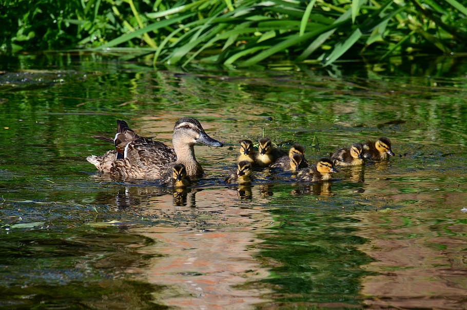 ducks, chicks, cute, young bird, waterfowl, duck family, bird, young animals, duck mother, water