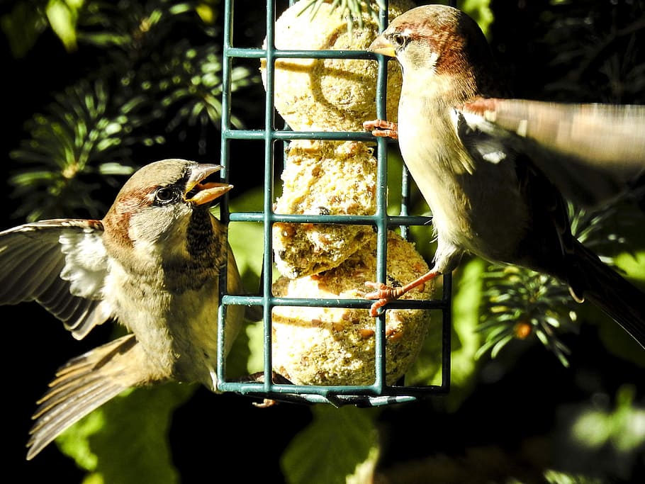 house sparrow, sperling, bird, songbird, garden bird, nature, animal, vertebrate, animal themes, animal wildlife