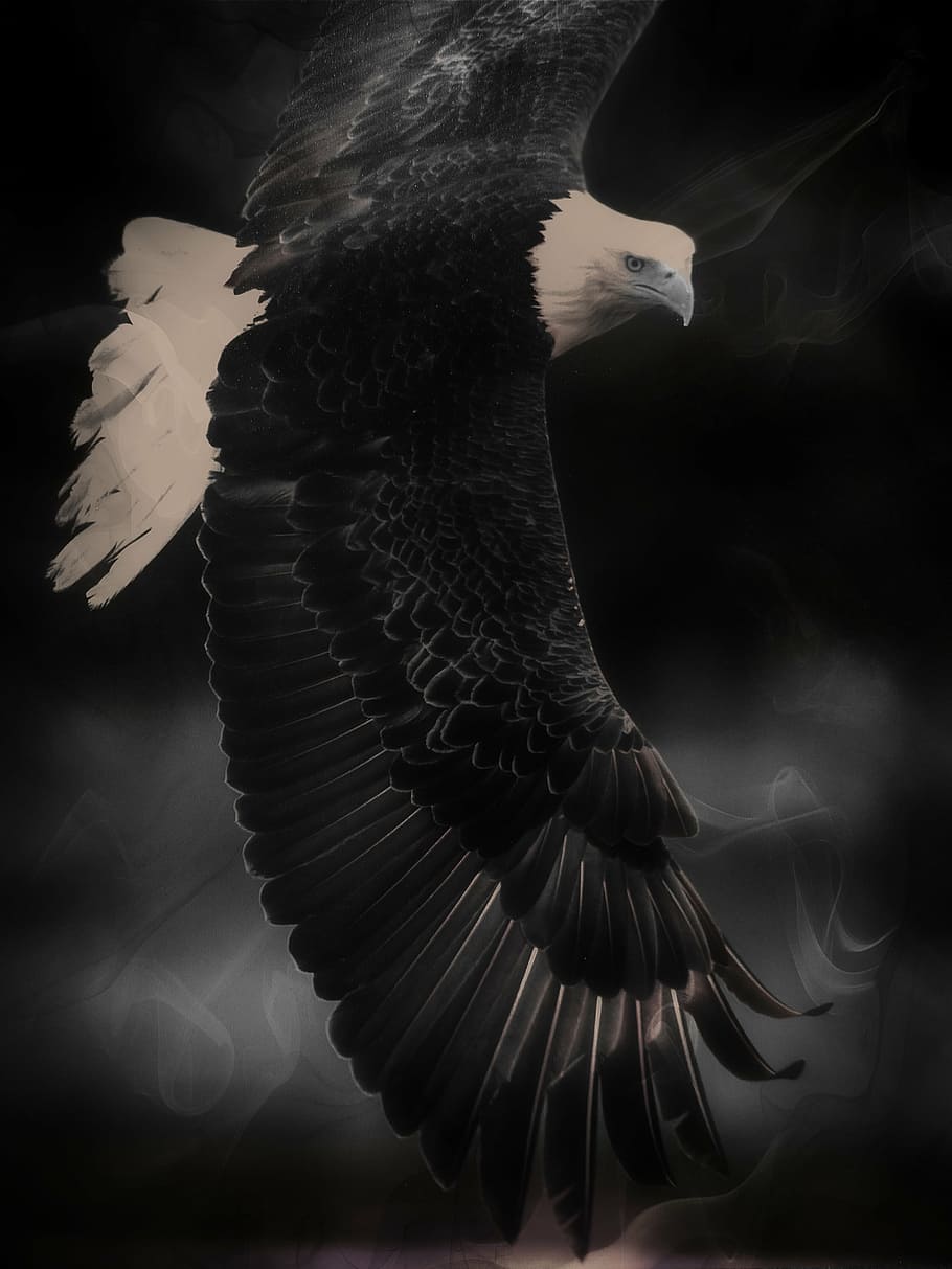 foto grayscale, botak, elang, digital, wallpaper, raja udara, burung, predator, berbulu, simbol
