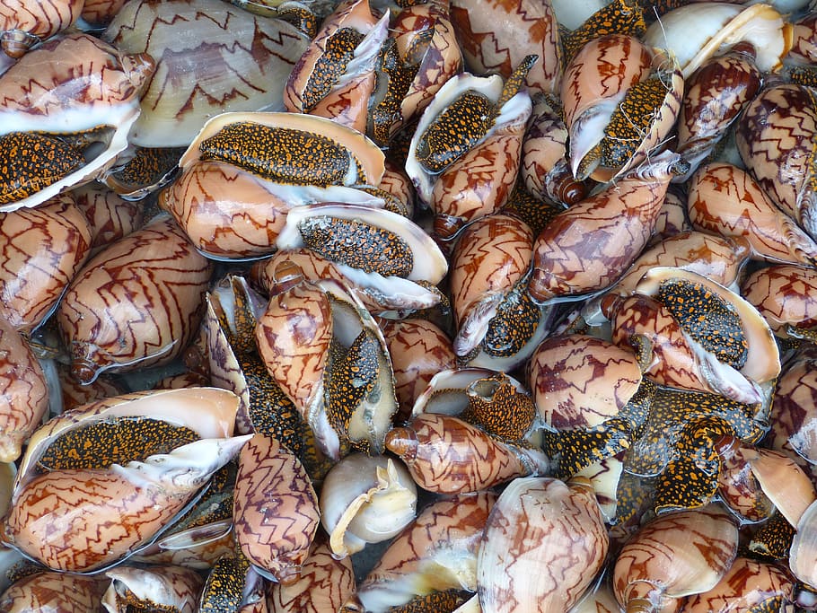 Snail, Shell, Seafood, Fischer, Eat, snail, shell, food, meal, market, kitchen