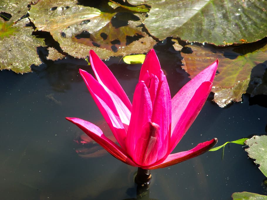 water lily, blossom, bloom, red, pond, aquatic plant, flower, water, lake, beauty in nature