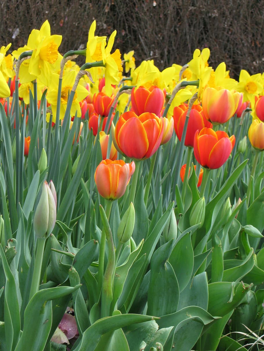 Flowers, Tulips, Spring, Garden, Yellow, spring, garden, orange, flower, freshness, nature
