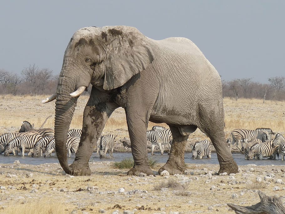 abu-abu, gajah, berdiri, bidang batu, etosha, namibia, afrika, margasatwa, safari Hewan, alam