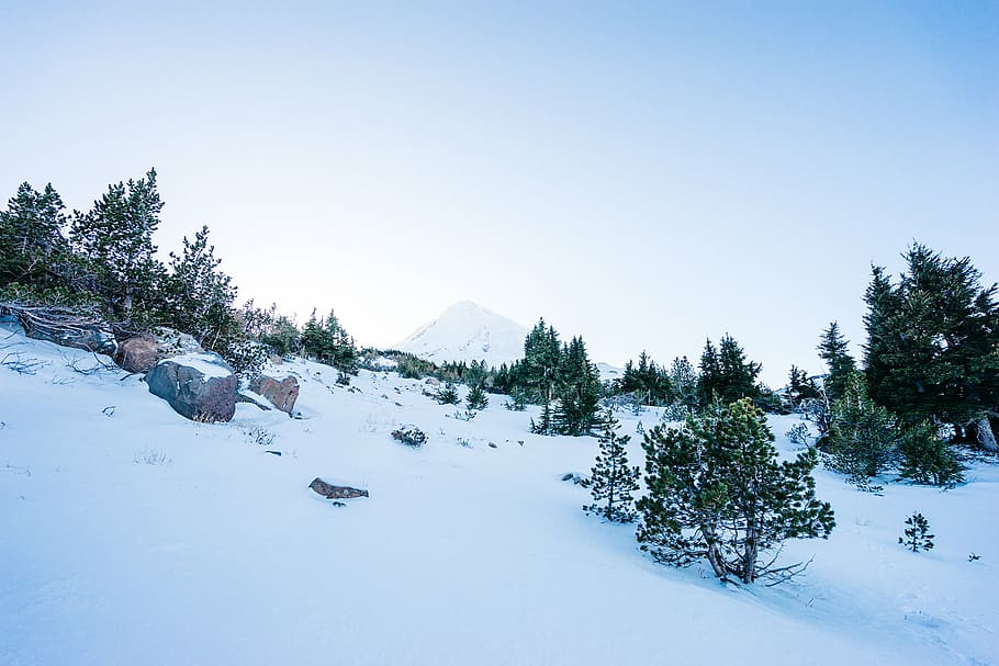cubierto de nieve, montaña, árboles, durante el día, paisaje, fotografía, campo de nieve, rodeado, verde, hoja