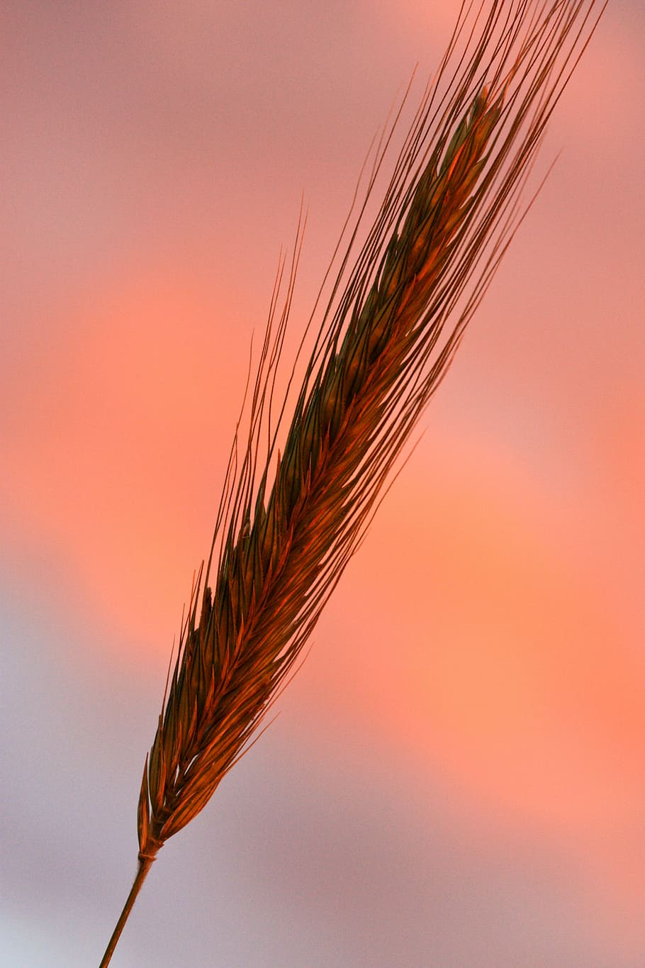 Rye, Sunset, Resilient, Crop, Landscape, farm, gold, field, cereal plant, wheat