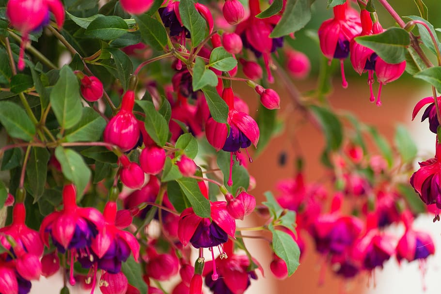 flower, fuchsia, plant, growth, freshness, plant part, leaf, healthy eating, red, beauty in nature