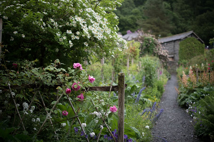 Rosa, blanco, flores de pétalos, casa, durante el día, marrón, valla, hogar, residencia, exterior