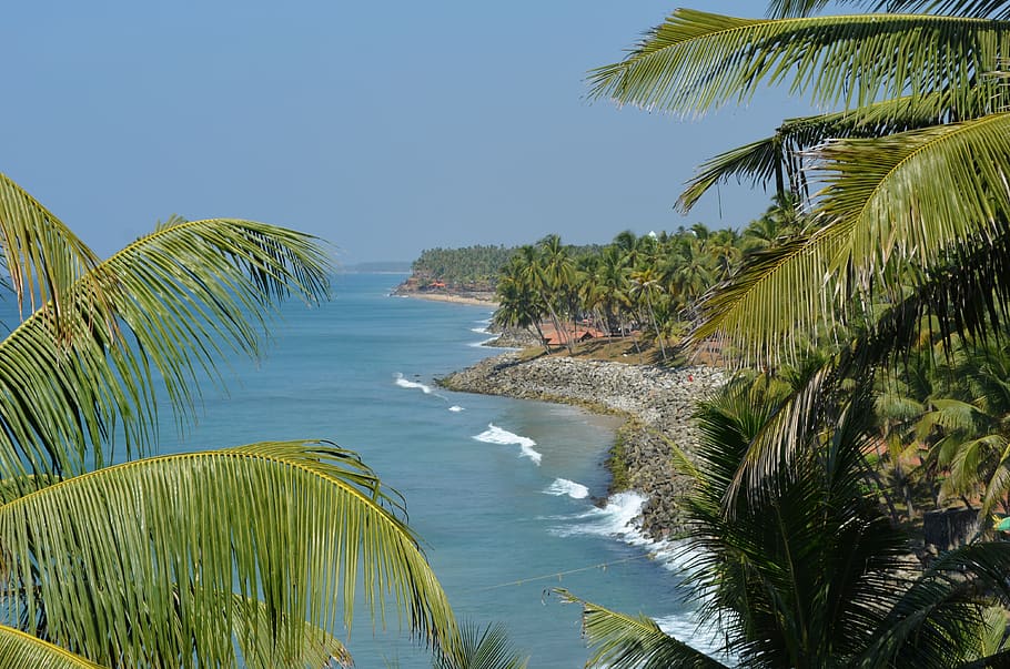 palm trees, palms, tropical, nature, beach, sea, vacation, india, shoreline, coast