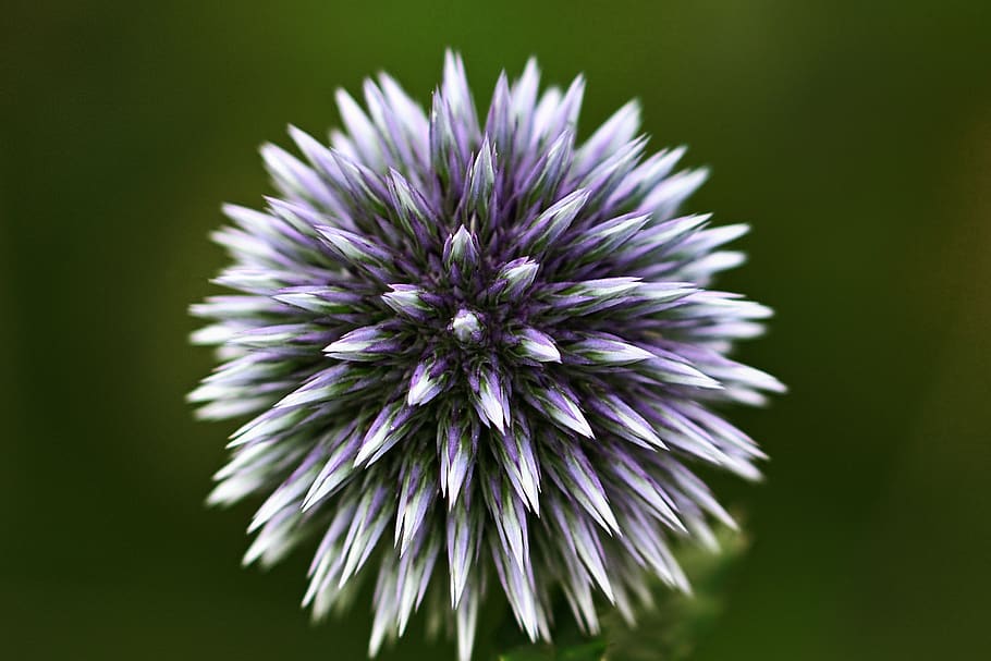 globe thistle, garden, blossom, bloom, close up, prickly, thistle flower, flower, flowering plant, beauty in nature