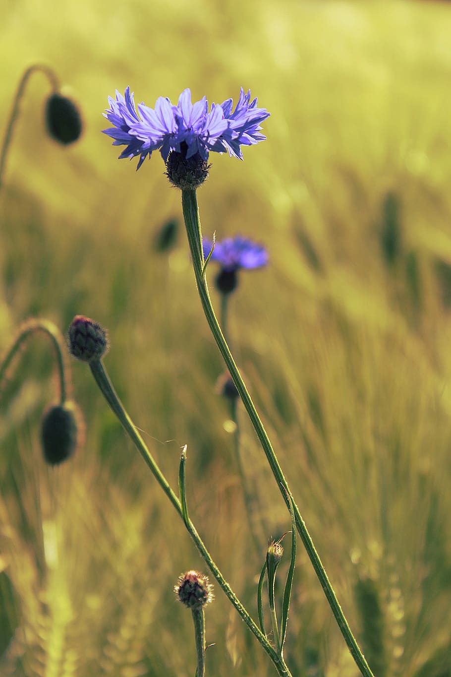 purple cornflower, cornflowers, cornfield, field, blue, nature, flowers, summer, agriculture, bloom