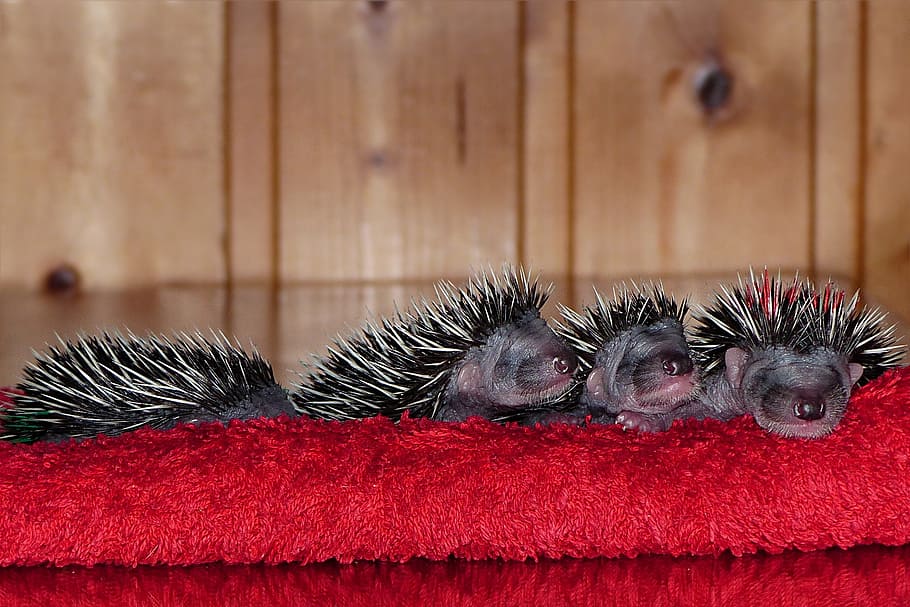 four porcupines, mammal, hedgehog, erinaceus, young, baby, 1 week old, animal themes, animal, one animal