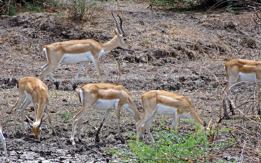 antilope cervicapra, antílope indiano, selvagem, mamífero, animal, animais selvagens, antílope, fauna, em perigo, endêmica