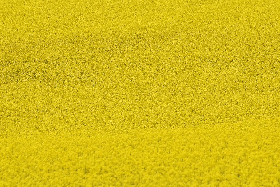 yellow textile, colza field, plant, seeds, floral, plants, natural, blossom, bloom, petals