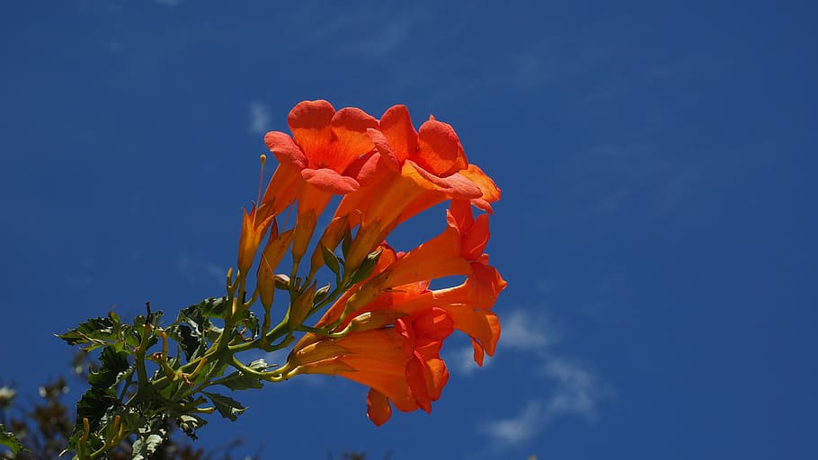 orange petaled flowers, stans, blossom, bloom, orange, campsis, climbing trumpet, jasmine trumpet, trumpet vine, trumpet winds