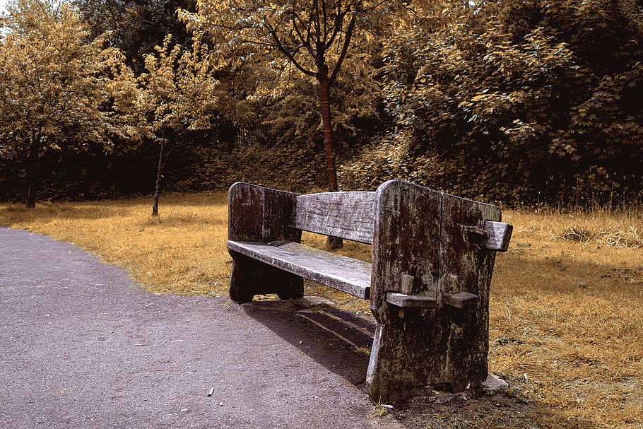 bench, park, wooden bench, trees, autumn, fall, seat, display, tree, plant