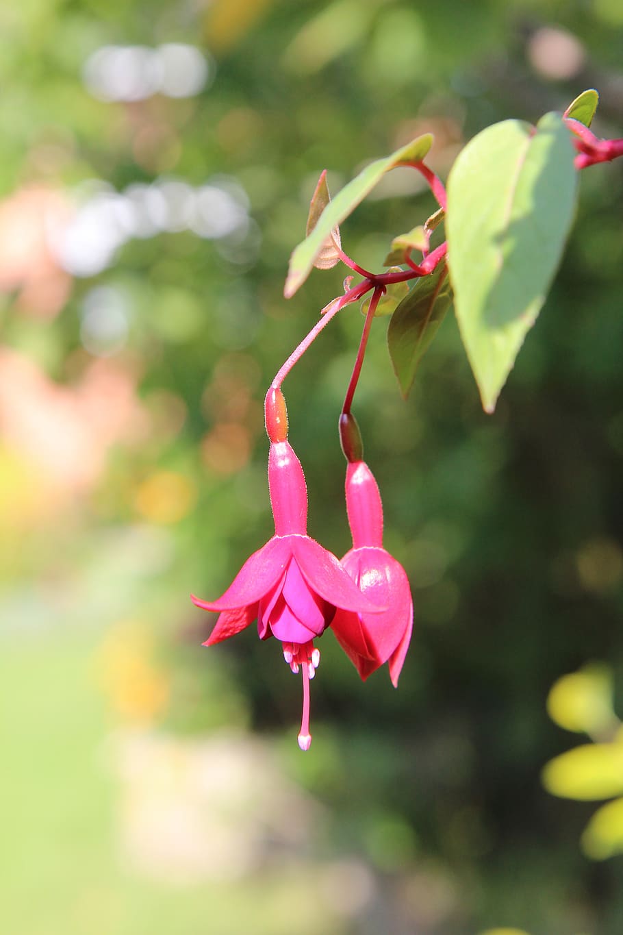 fuchsia, fuchsia red, flowers, red, suspended, pink color, plant, beauty in nature, flower, growth
