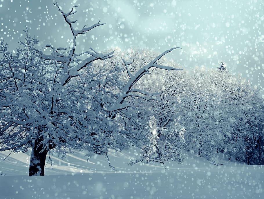 雪, 覆われた, 塗りつぶされた, 木, 灰色, 空, 閉じる, 写真, 冬, 降雪