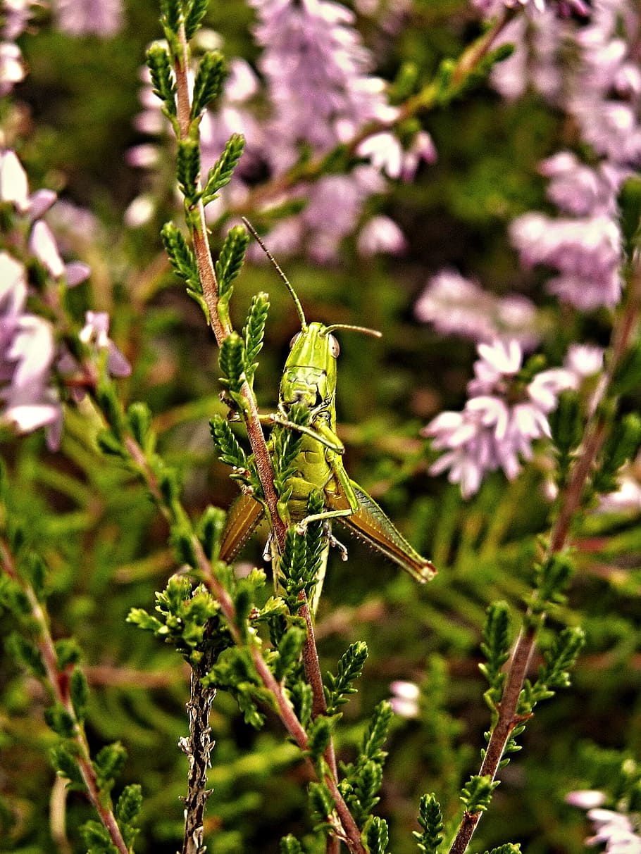 Сорняки насекомое. Вереск зеленый. Кузнечики в природе красивая картинка. Вереск зеленый фото. Grasshopper Flowers.