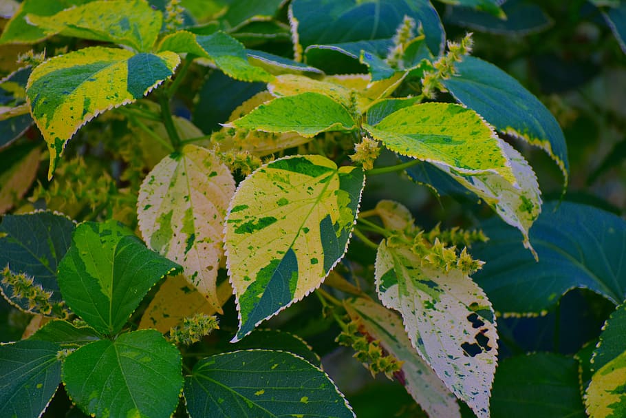 variegated leaves, big leaves, wild leaves, infested, leaf, plant part, growth, plant, green color, beauty in nature