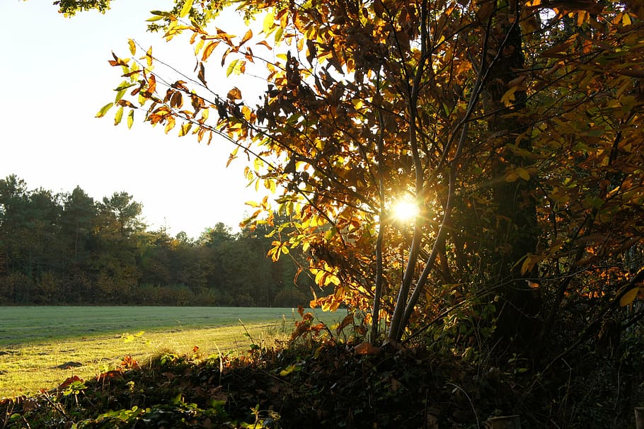 fall, sun, light, orange, brown, doré, forest, leaves, nature, tree