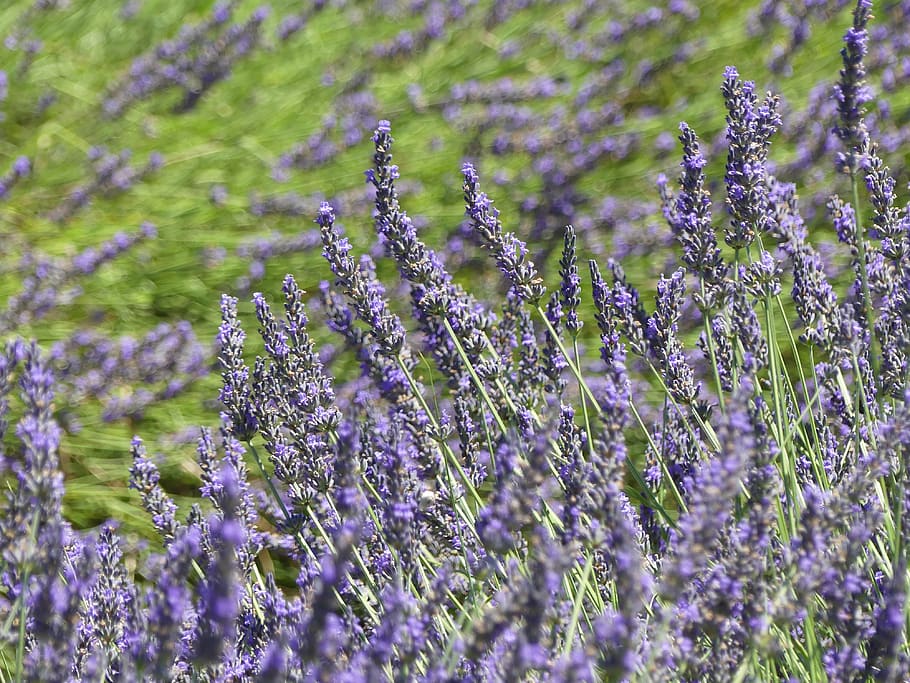 lavender, selatan perancis, provence, perancis, ungu, alam, mediterania, bunga lavender, tanaman, musim panas