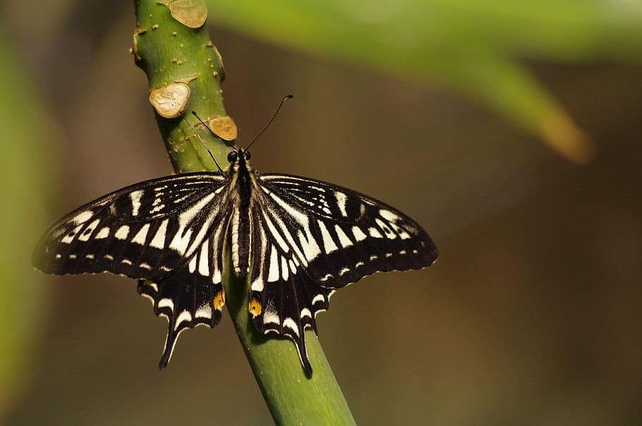 swallowtail, butterfly, old world swallowtail, papilio machaon, nature, insect, bug, butterfly - Insect, animal, animal Wing