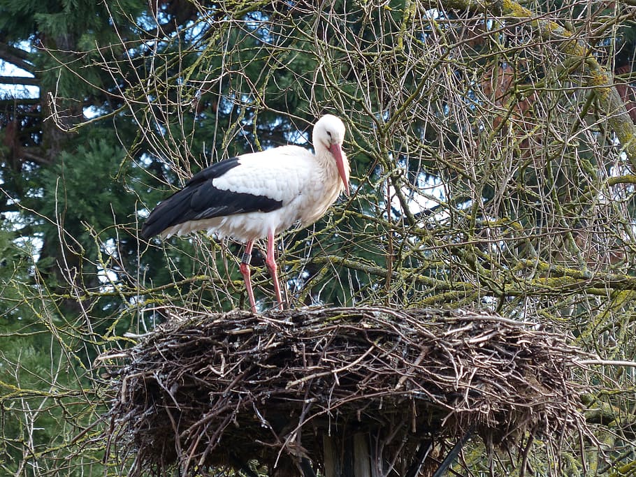 Stork, Nest, Bird, storchennest, rattle stork, bill, birds, storks, chimney, feather