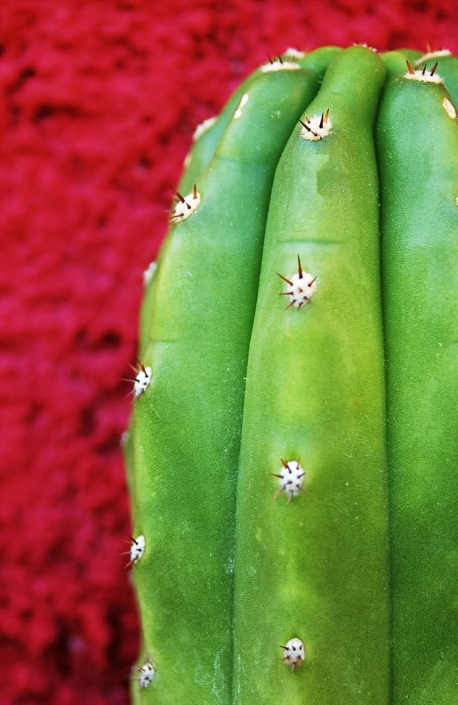close-up photo, green, cactus, texture, plants, san pedro, entheogens, entheogen, barbed, drugs