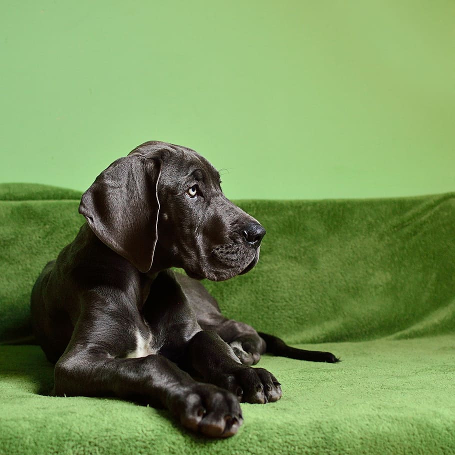 black, great, dane puppy, prone, lying, green, sofa, inside, room, dog