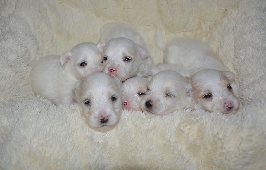 anak anjing coton tulear, bayi anjing, anak anjing, ruang lingkup anak anjing, anjing putih, petit, lucu, mamalia, saudara kandung, sekelompok hewan