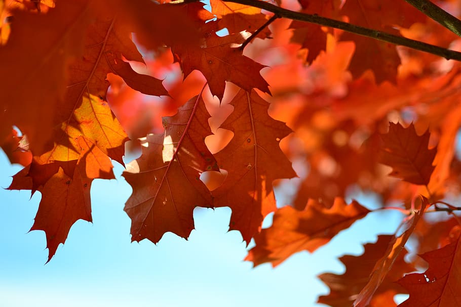 autumn, foliage, red leaves, tree, autumn gold, sprig, autumn leaves, oak, leaf, plant part
