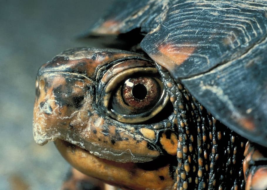 close-up photography, turtle, eastern box turtle, macro, portrait, wildlife, nature, close up, shell, head